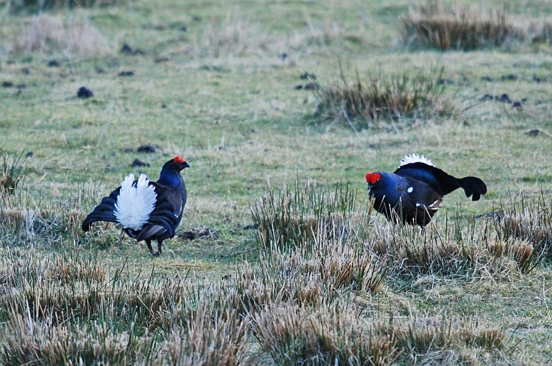 Black Grouse - Game birds