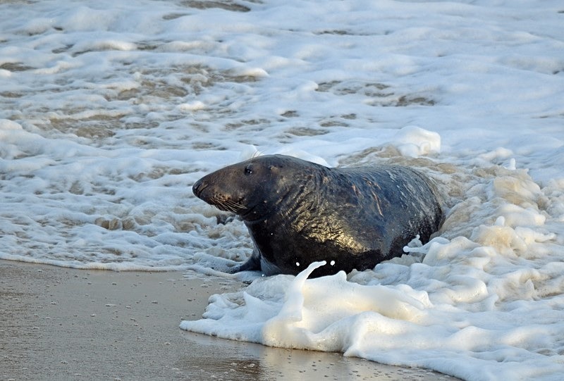 Atlantic Grey Seal - Atlantic Grey Seals