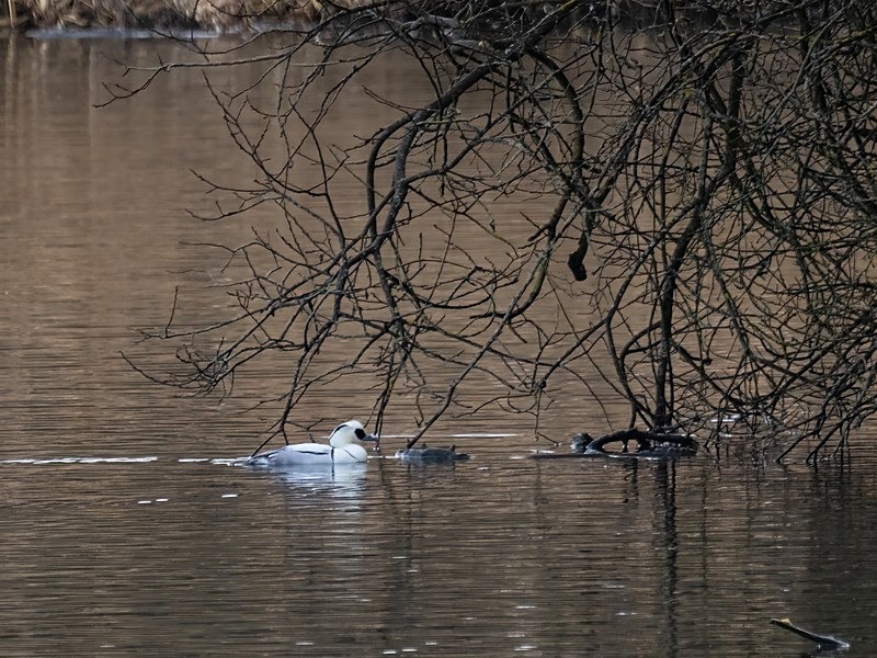 Smew - Sawbills