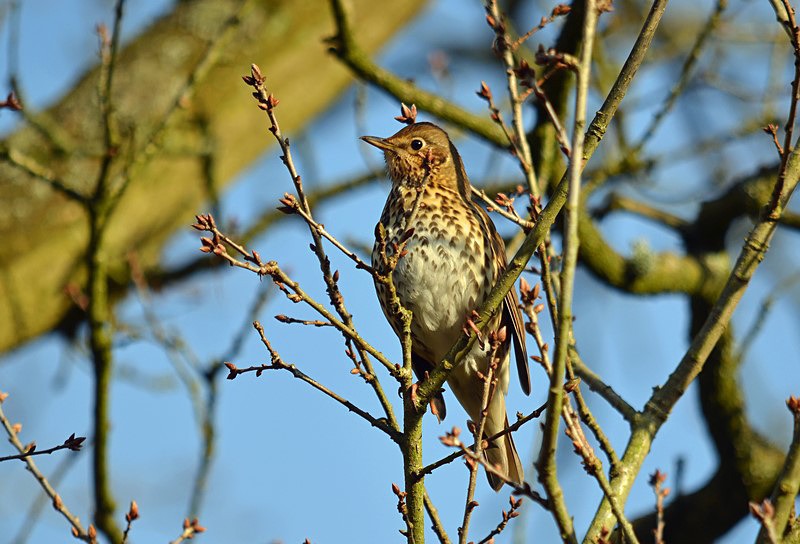 Song Thrush - Thrushes