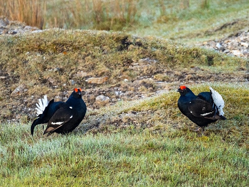 Black Grouse - Game birds