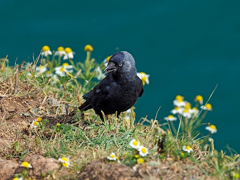 Jackdaw - Crows
