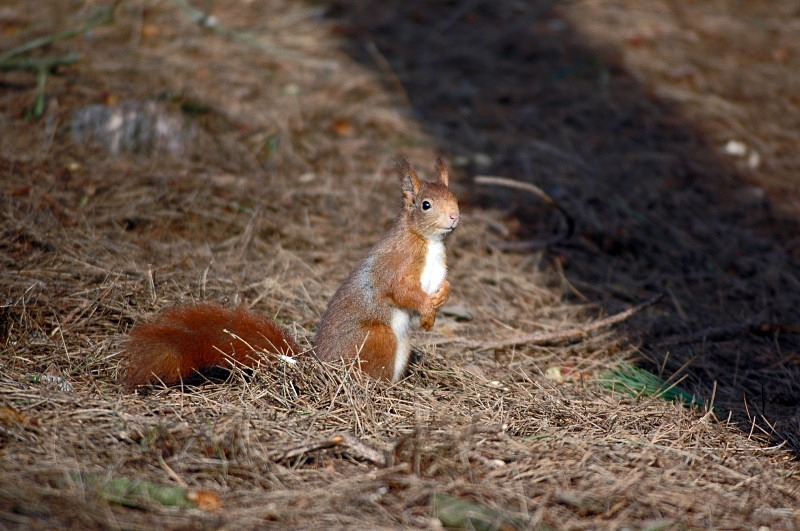 Red Squirrel - Red Squirrels