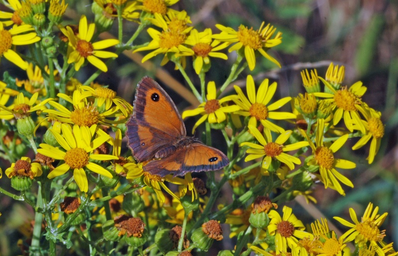 Gatekeeper - Butterflies