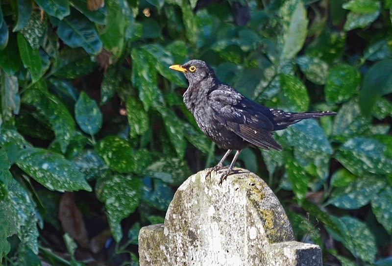 Blackbird - Thrushes