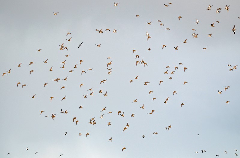 Golden Plovers - Plovers