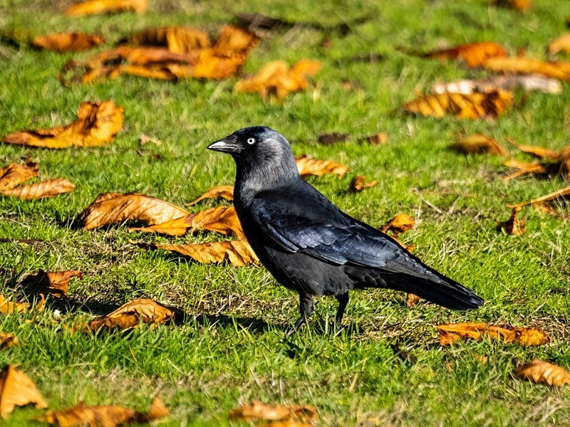 Jackdaw - Crows