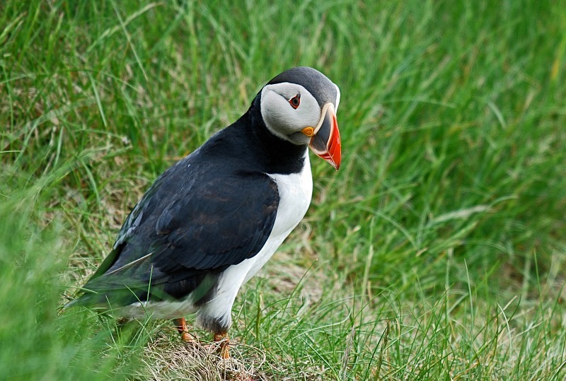 Puffin - Puffins