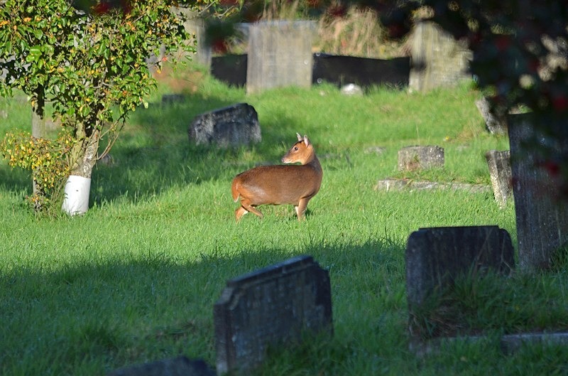 Reeves' Muntjac - Other deer
