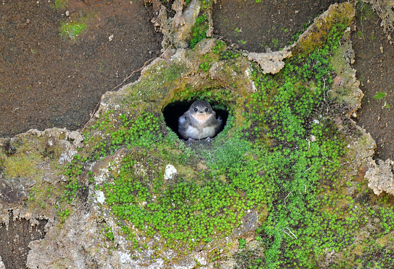 Sand Martin - Hirundines
