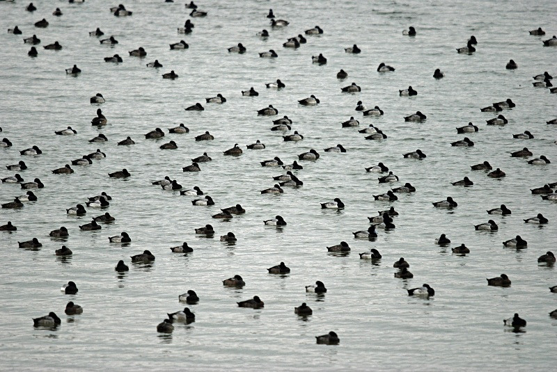 Scaup - Diving ducks