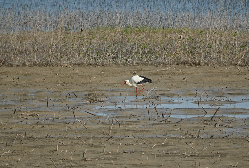 White Stork - East Macedonia and Thrace