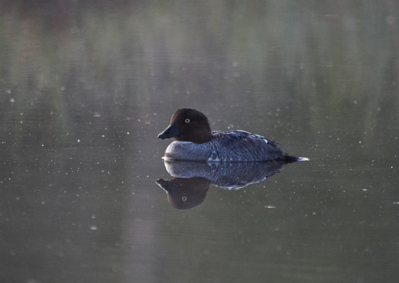 Goldeneye - North east Finland