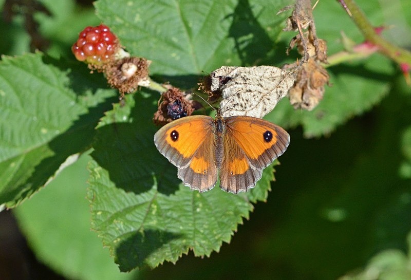 Gatekeeper - Butterflies