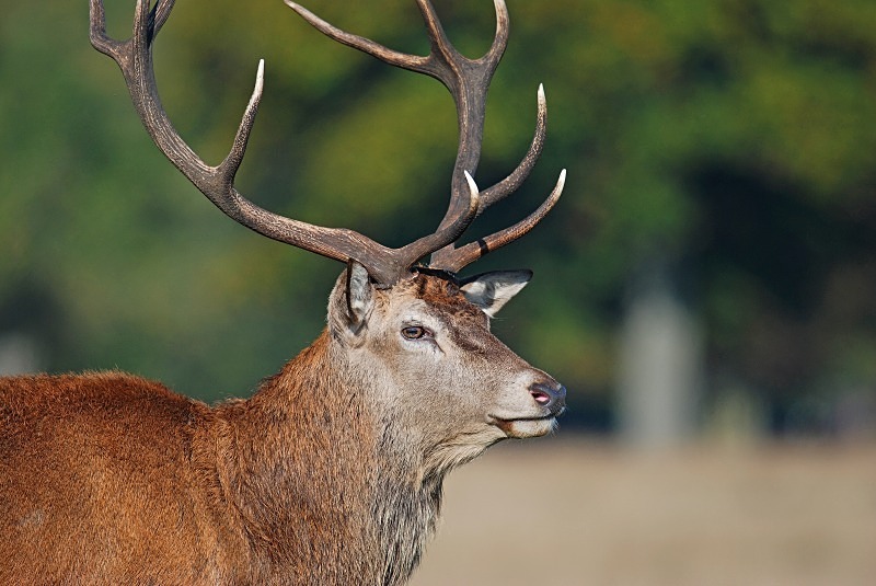 Red Deer - Red Deer