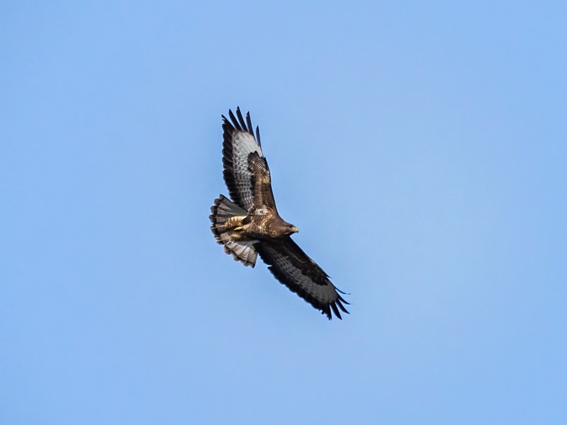 Common Buzzard - Birds of prey