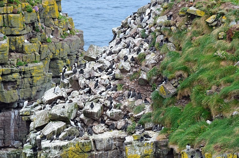 Common Guillemots - Auks