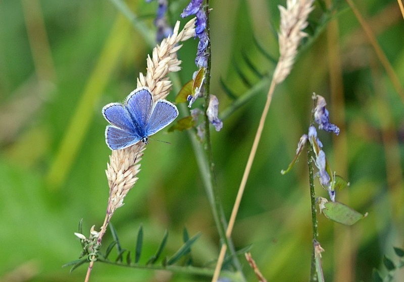 Common Blue - Butterflies