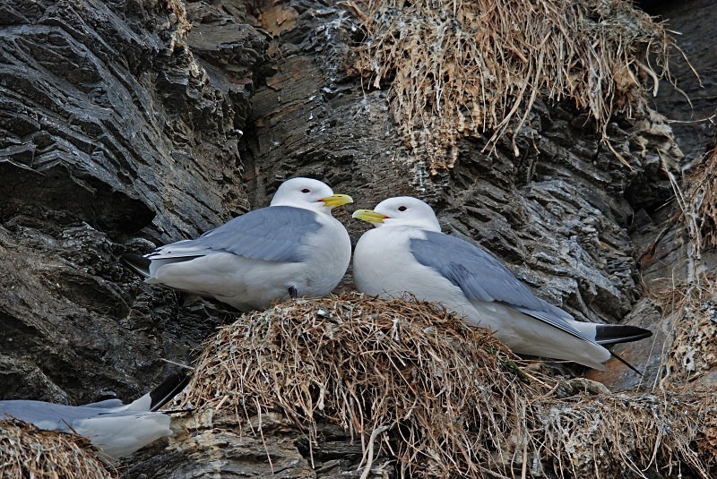Kittiwake - North Finland and north Norway - May and June 2009