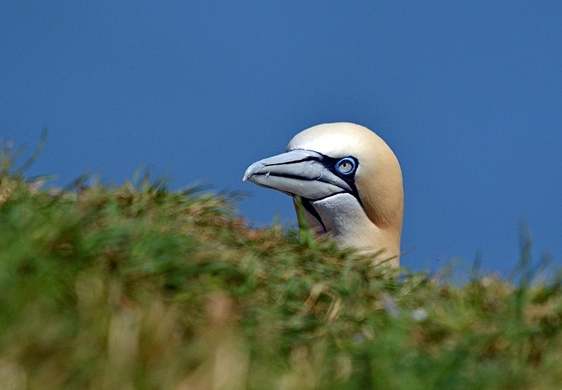 Gannet - Gannets