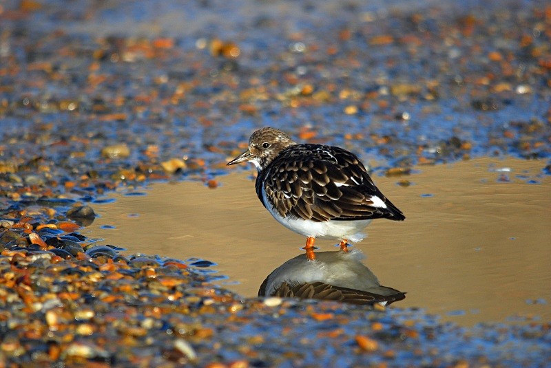 Turnstone - Sandpipers