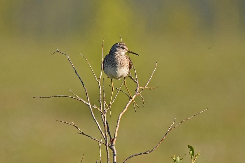 Wood Sandpiper - North Norway