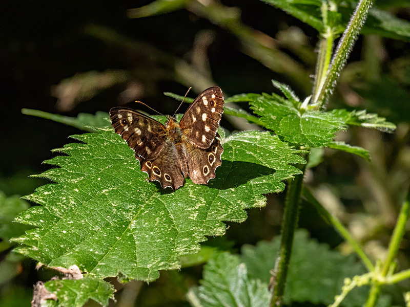 Speckled Wood - Latest photos