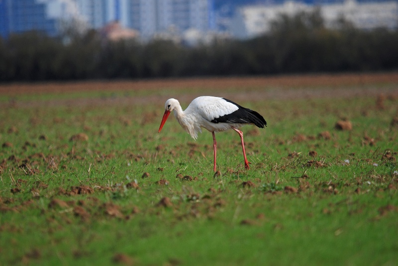 White Stork - Catalunya