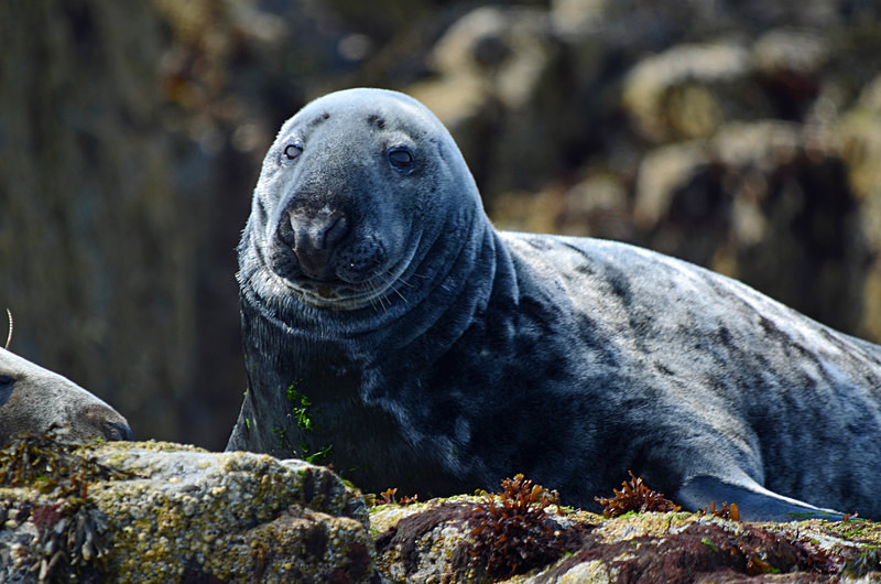 Atlantic Grey Seal - Atlantic Grey Seals