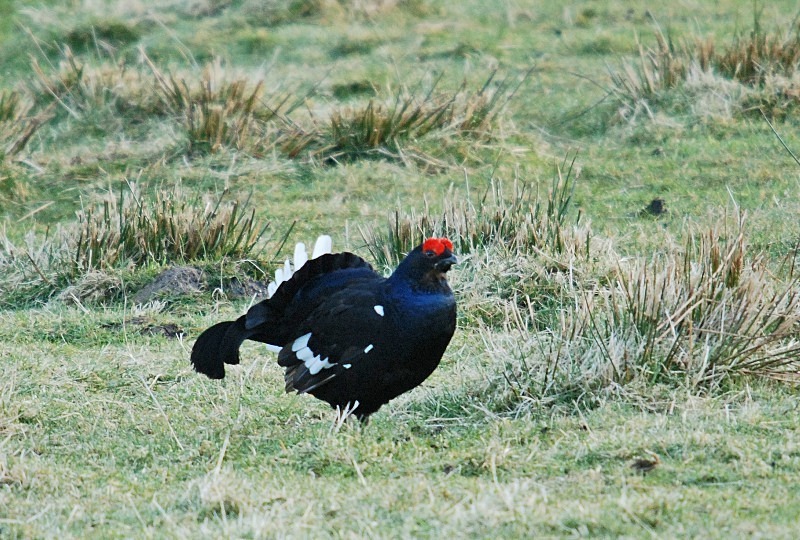 Black Grouse - Game birds