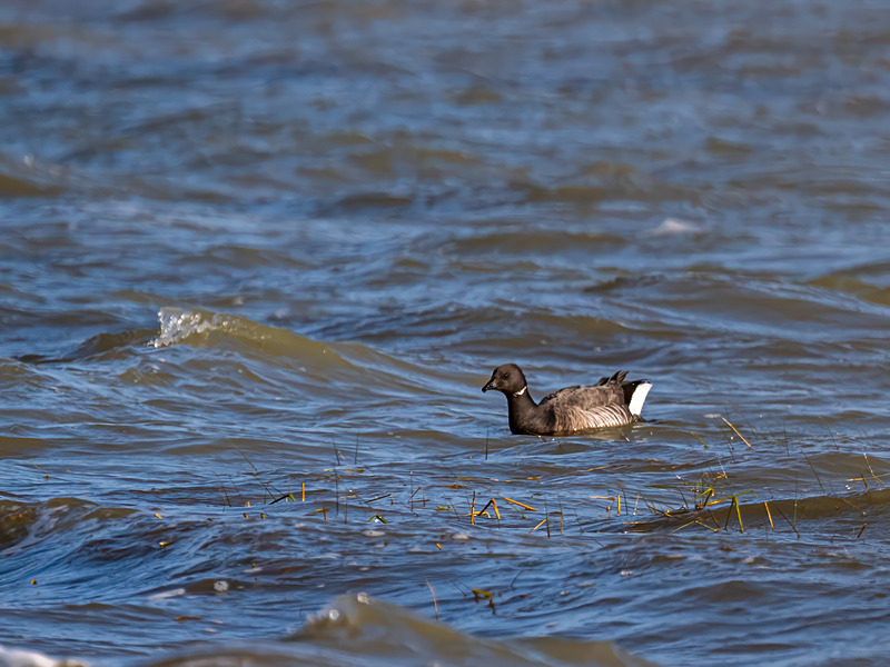 Dark-bellied Brent Goose - Latest photos