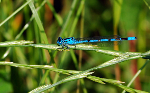 Common Blue Damselfly - Dragonflies and damselflies
