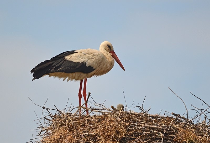 White Stork - Bulgaria