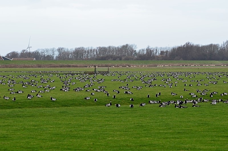 Barnacle Geese - Netherlands - December 2019