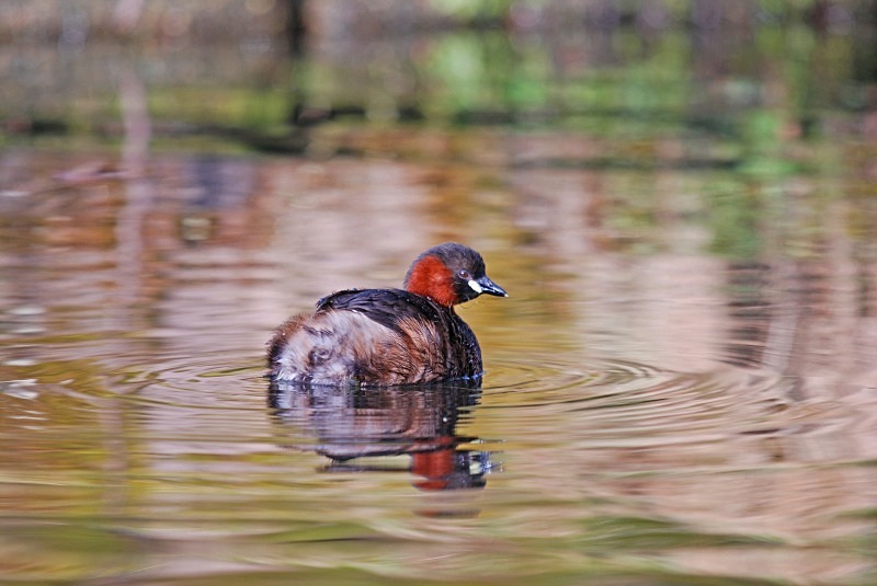 Little Grebe - Grebes