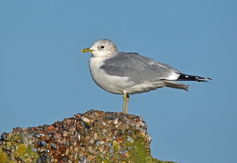 Common Gull - Gulls