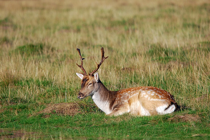 Fallow Deer - Fallow Deer