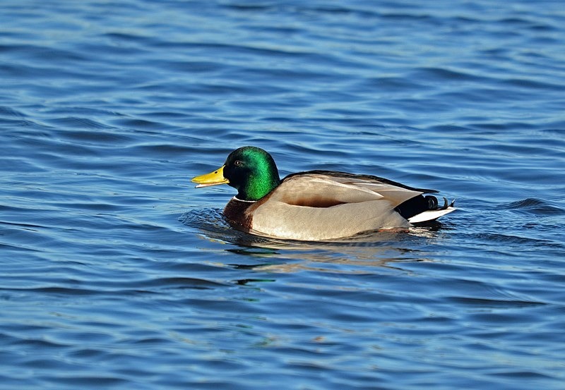 Mallard - Dabbling ducks