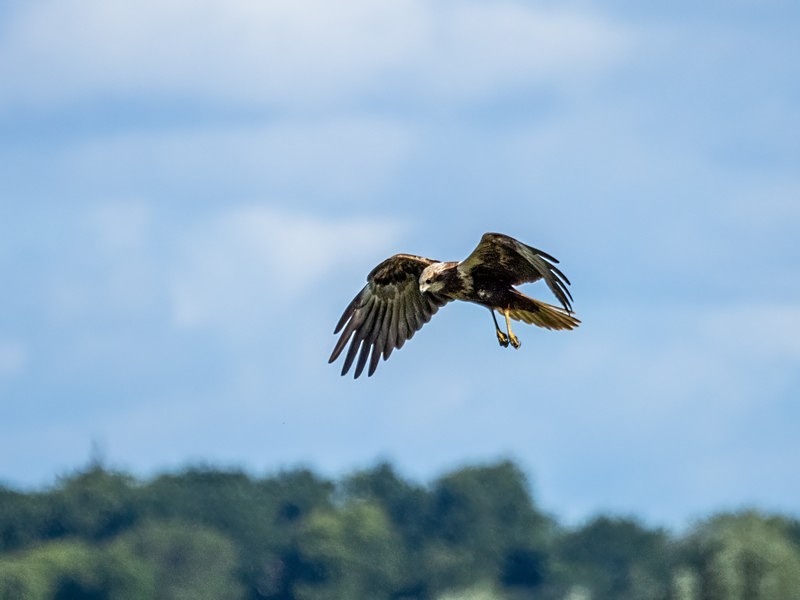 Marsh Harrier - Birds of prey