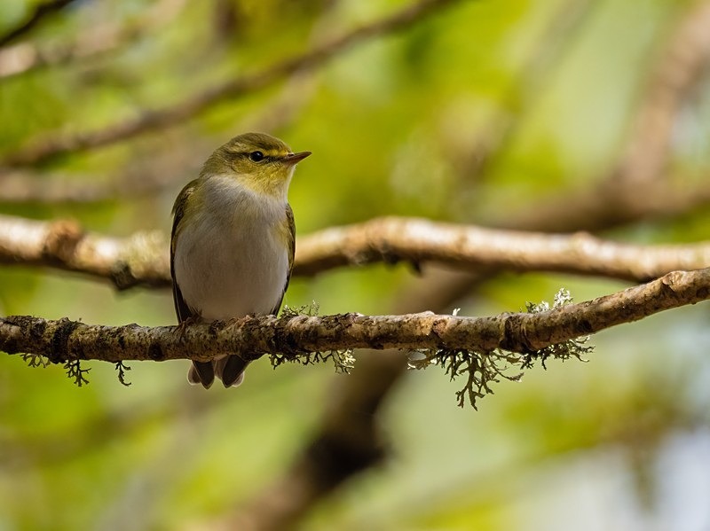 Wood Warbler - Warblers