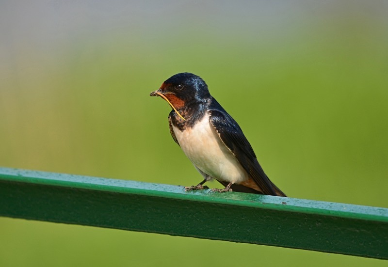 Swallow - North east Poland - May 2013