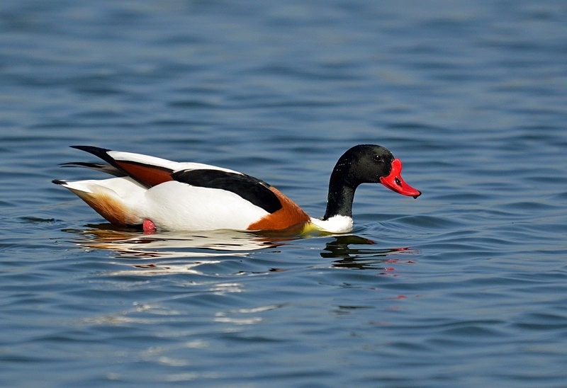 Shelduck - Shelducks