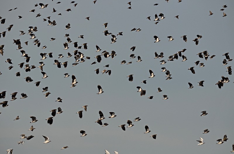 Lapwings - Plovers