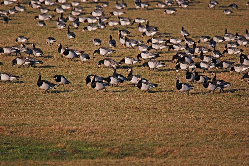 Barnacle Geese - Black geese