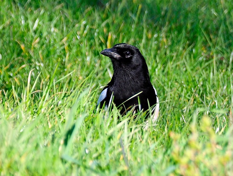 Magpie