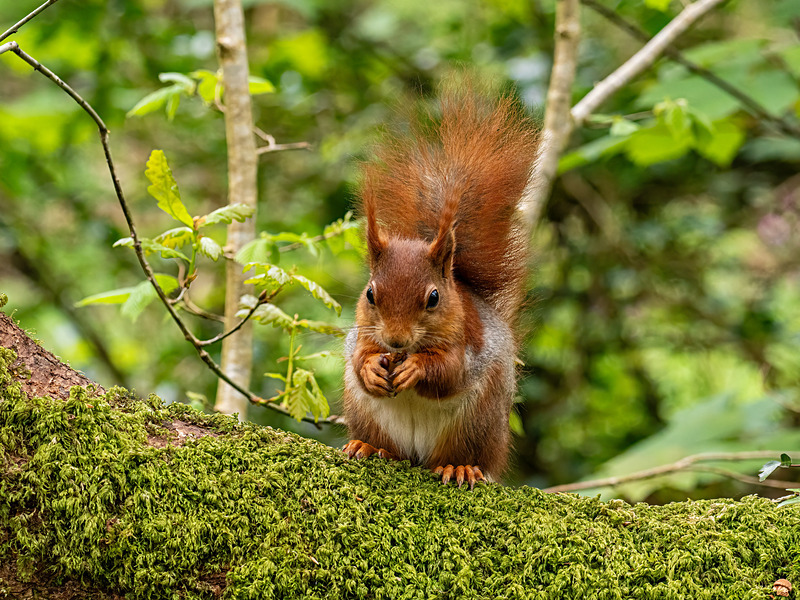 Red Squirrel - Latest photos