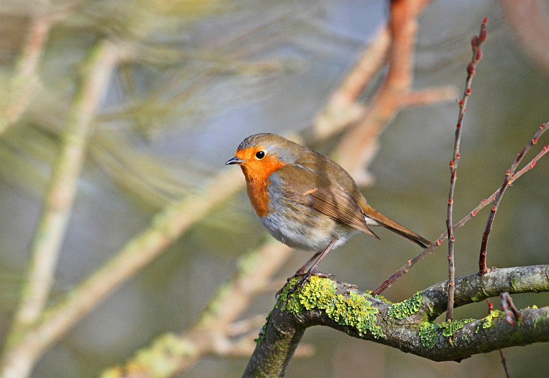 Robin - Robins