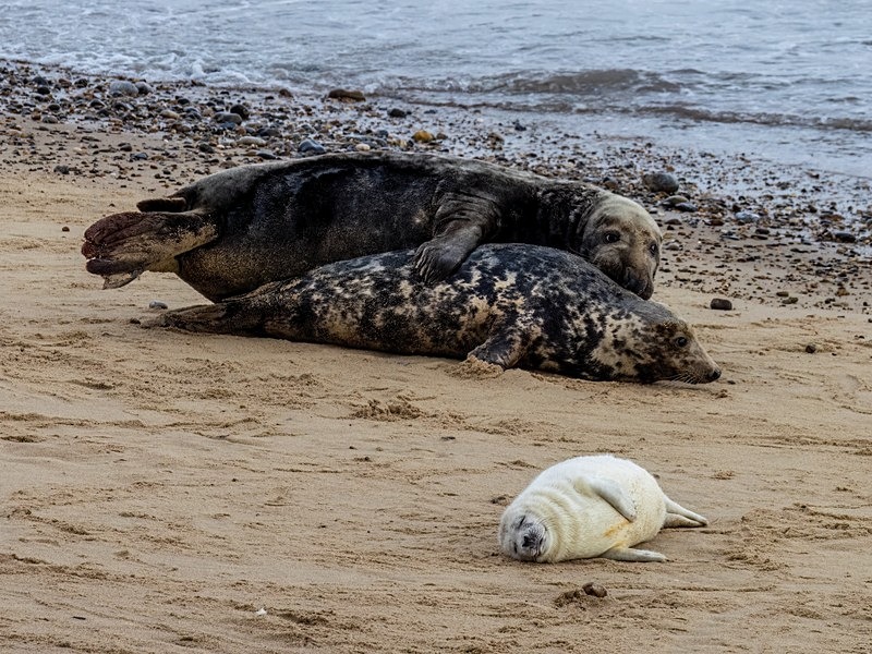 Atlantic Grey Seal - Atlantic Grey Seals
