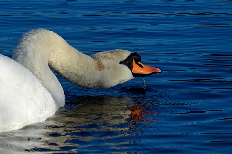 Mute Swan - Mute Swans