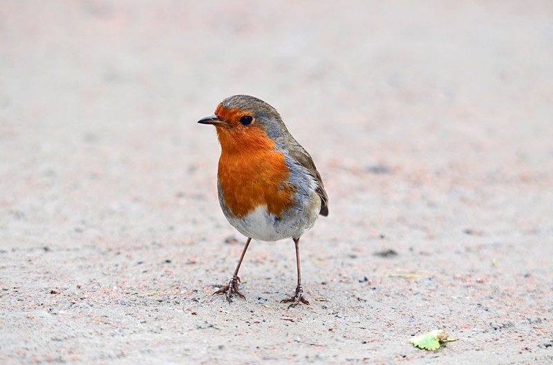 Robin - Robins